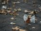 decline of Canadian cities under Liberal-NDP leadership, marked by trash
